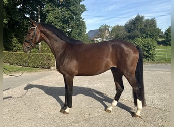 Westfale, Wallach, 2 Jahre, 172 cm, Brauner