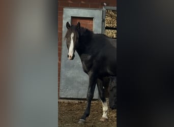 Westfale, Wallach, 2 Jahre, 172 cm, Schwarzbrauner