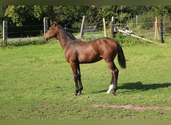 Westfale, Wallach, 2 Jahre, Brauner