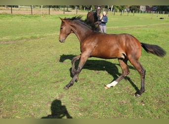 Westfale, Wallach, 2 Jahre, Brauner