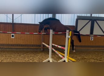 Westfale, Wallach, 2 Jahre, Brauner