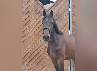Westfale, Wallach, 2 Jahre, Brauner
