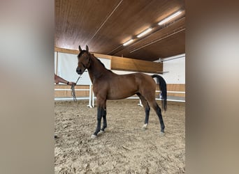 Westfale, Wallach, 2 Jahre, Brauner
