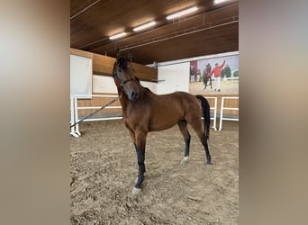 Westfale, Wallach, 2 Jahre, Brauner