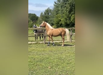 Westfale, Wallach, 3 Jahre, 145 cm, Palomino