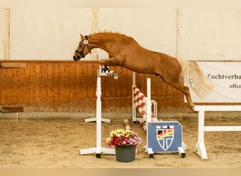 Westfale, Wallach, 3 Jahre, 145 cm, Palomino