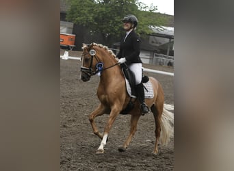 Westfale, Wallach, 3 Jahre, 146 cm, Palomino