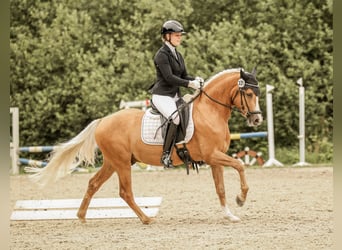 Westfale, Wallach, 3 Jahre, 146 cm, Palomino