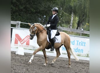 Westfale, Wallach, 3 Jahre, 146 cm, Palomino