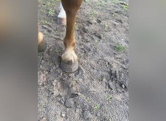 Westfale, Wallach, 3 Jahre, 157 cm, Fuchs