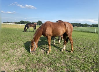 Westfale, Wallach, 3 Jahre, 157 cm, Fuchs