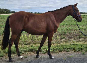 Westfale, Wallach, 3 Jahre, 158 cm, Brauner