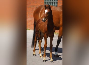 Westfale, Wallach, 3 Jahre, 158 cm, Brauner