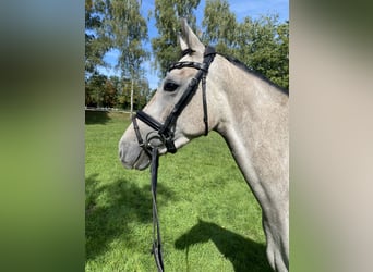 Westfale, Wallach, 3 Jahre, 158 cm, Schimmel