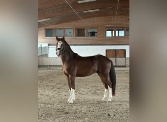 Westfale, Wallach, 3 Jahre, 160 cm, Fuchs