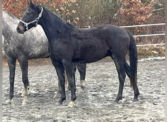 Westfale, Wallach, 3 Jahre, 160 cm, Schwarzbrauner