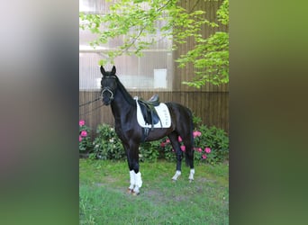 Westfale, Wallach, 3 Jahre, 161 cm, Rappe