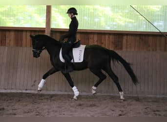 Westfale, Wallach, 3 Jahre, 161 cm, Rappe