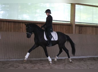 Westfale, Wallach, 3 Jahre, 161 cm, Rappe
