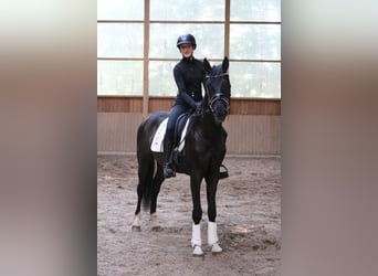 Westfale, Wallach, 3 Jahre, 161 cm, Rappe