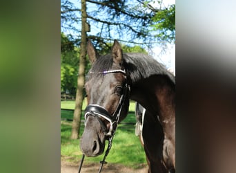Westfale, Wallach, 3 Jahre, 161 cm, Rappe