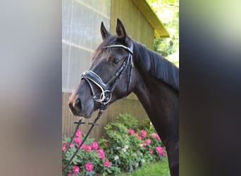 Westfale, Wallach, 3 Jahre, 161 cm, Rappe