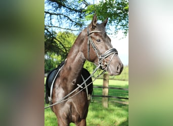 Westfale, Wallach, 3 Jahre, 161 cm, Rappe