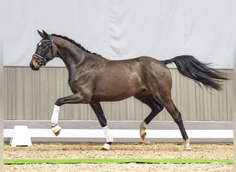 Westfale, Wallach, 3 Jahre, 162 cm, Brauner