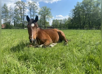 Westfale, Wallach, 3 Jahre, 162 cm, Brauner