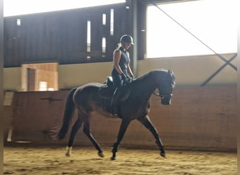 Westfale, Wallach, 3 Jahre, 162 cm, Dunkelbrauner
