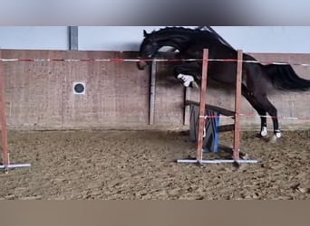 Westfale, Wallach, 3 Jahre, 162 cm, Dunkelbrauner