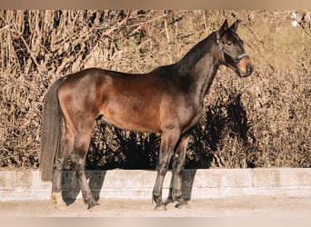 Westfale, Wallach, 3 Jahre, 162 cm, Dunkelbrauner