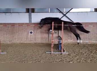 Westfale, Wallach, 3 Jahre, 162 cm, Dunkelbrauner