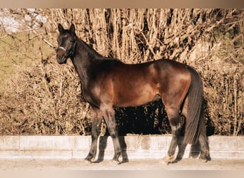 Westfale, Wallach, 3 Jahre, 162 cm, Dunkelbrauner