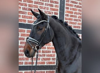 Westfale, Wallach, 3 Jahre, 163 cm, Dunkelbrauner
