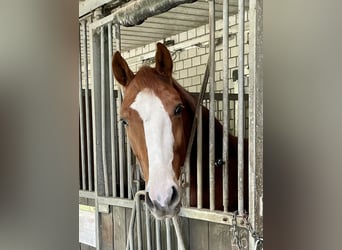 Westfale, Wallach, 3 Jahre, 163 cm, Fuchs