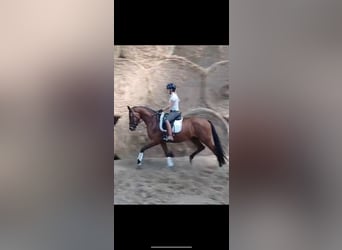 Westfale, Wallach, 3 Jahre, 164 cm, Brauner