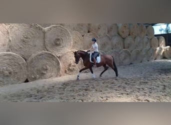 Westfale, Wallach, 3 Jahre, 164 cm, Brauner