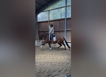 Westfale, Wallach, 3 Jahre, 164 cm, Brauner