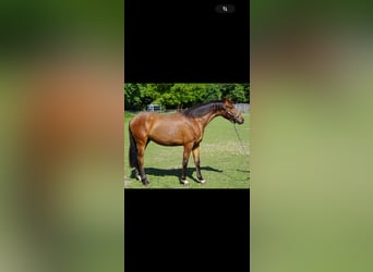 Westfale, Wallach, 3 Jahre, 164 cm, Brauner