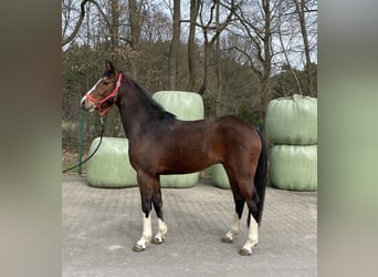 Westfale, Wallach, 3 Jahre, 164 cm, Brauner