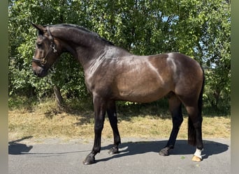 Westfale, Wallach, 3 Jahre, 164 cm, Dunkelbrauner