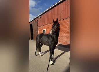 Westfale, Wallach, 3 Jahre, 164 cm, Kann Schimmel werden