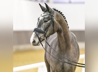 Westfale, Wallach, 3 Jahre, 164 cm, Schimmel