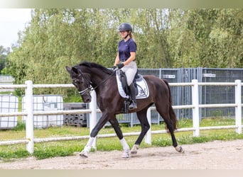 Westfale, Wallach, 3 Jahre, 165 cm, Blauschimmel