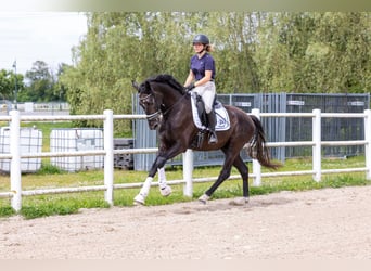 Westfale, Wallach, 3 Jahre, 165 cm, Blauschimmel