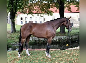Westfale, Wallach, 3 Jahre, 165 cm, Brauner