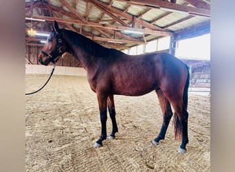 Westfale, Wallach, 3 Jahre, 165 cm, Brauner