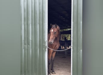 Westfale, Wallach, 3 Jahre, 165 cm, Brauner