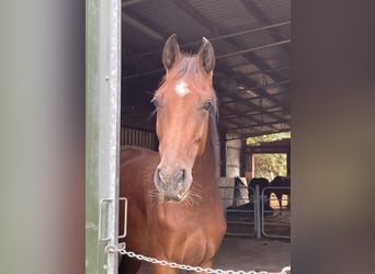 Westfale, Wallach, 3 Jahre, 165 cm, Brauner